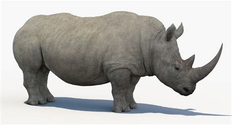 Rhinoceros 3D 
